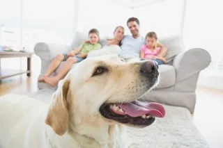 A Pet’s Effect on Indoor Air Quality